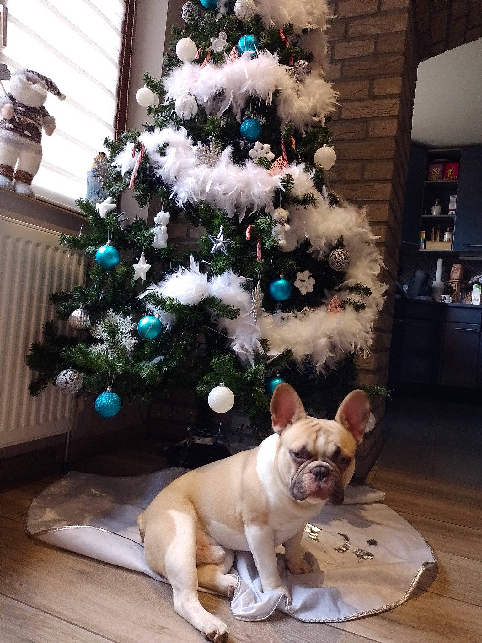 Stitch participe au concours pour gagner de l'argent avec cette photo : carnivore, christmas, christmas_decoration, christmas_eve, christmas_ornament, christmas_tree, companion_dog, conifer, dog, dog_breed, event, evergreen, fawn, holiday, holiday_ornament, ornament, plant, tree, wood, working_animal