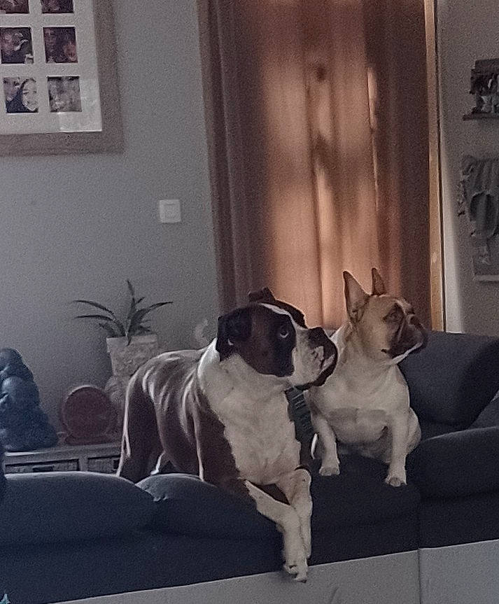 Stitch a rejoint le concours — aidez-le/la à gagner de superbes lots ! carnivore, collar, comfort, companion_dog, couch, dog, dog_breed, dog_collar, door, fawn, grey, house, interior_design, picture_frame, plant, room, snout, tail, window, working_animal