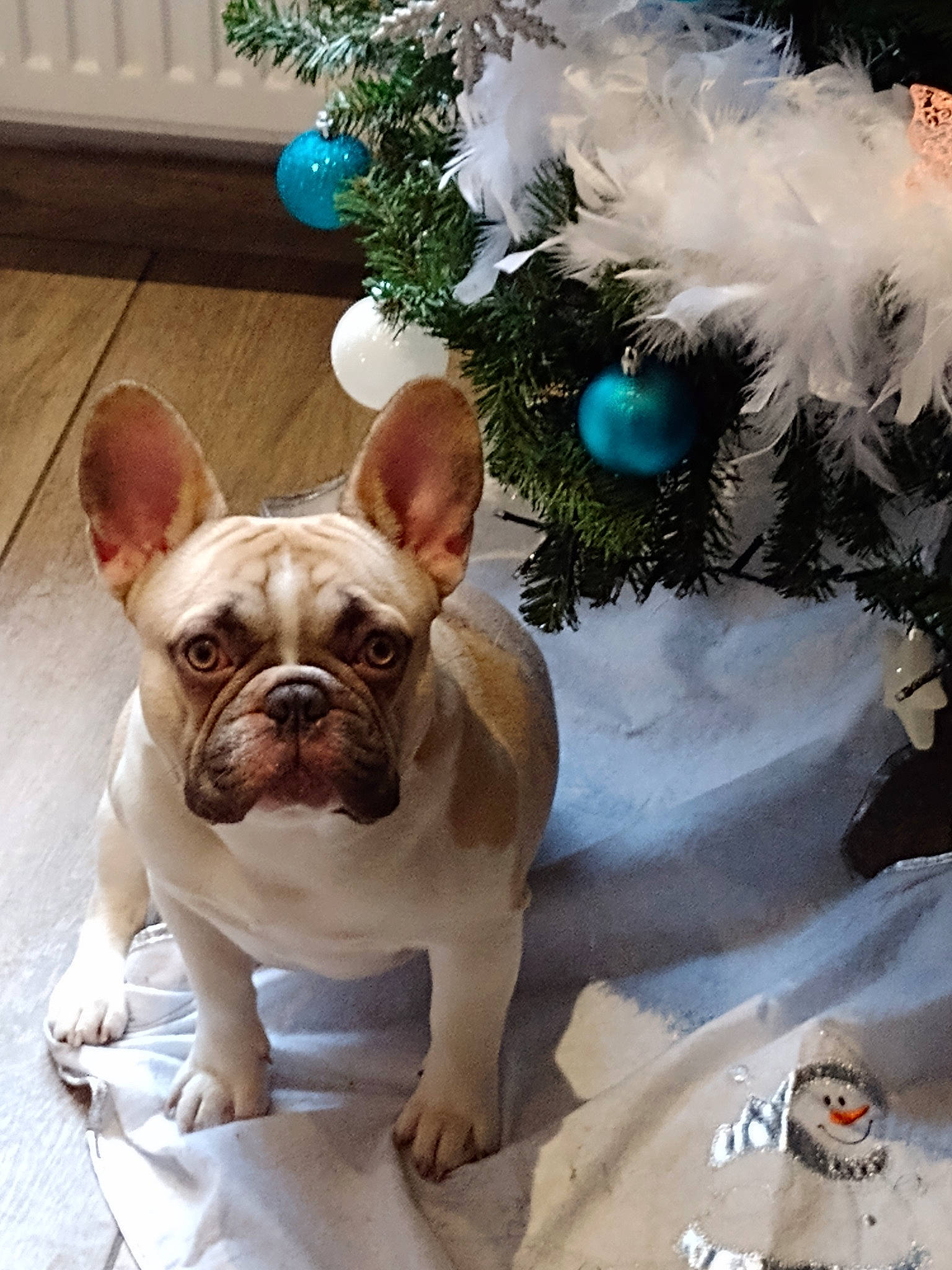 Stitch participe au concours pour gagner de l'argent avec cette photo : boston_terrier, bulldog, carnivore, collar, companion_dog, dog, dog_breed, dog_collar, ear, event, evergreen, fawn, french_bulldog, holiday, ornament, plant, snout, toy_dog, whiskers, working_animal