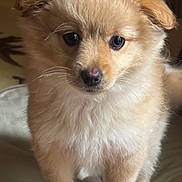 Yumi is registered to the contest to win money with this photo: puppy, dog, fluffy, fur, cute, pet, animal, indoors, closeup, face, eyes, nose, whiskers, young, adorable, portrait, mammal, domestic_animal, canine, soft