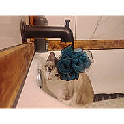 Jack is registered to the contest to win money with this photo: cat, bathtub, bathroom, faucet, bath_sponge, curious, pet, animal, white, brown, tile, wood, indoor, cute, fur, whiskers, domestic, resting, side_view, small