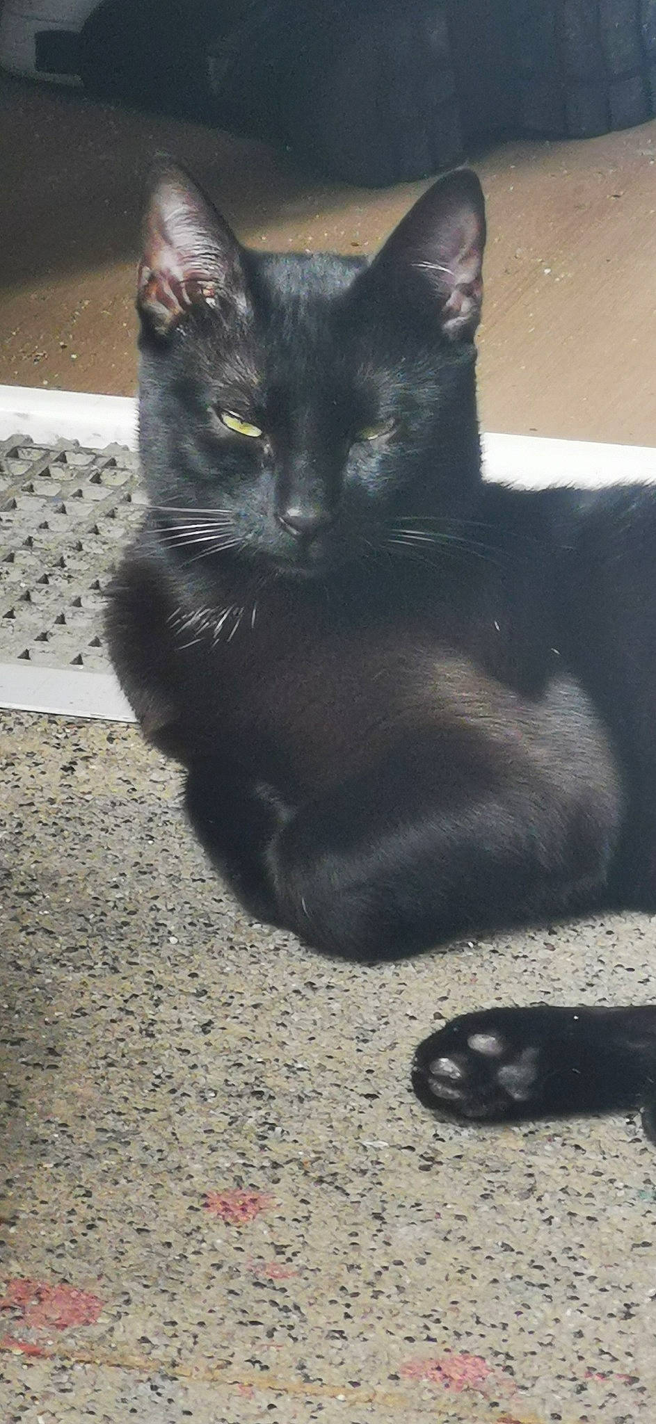 Onyx participe au concours pour gagner de l'argent avec cette photo : black_cat, bombay, carnivore, cat, claw, domestic_short_haired_cat, felidae, fur, grey, paw, shadow, sitting, small_to_medium_sized_cats, snout, tail, terrestrial_animal, whiskers