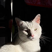 Appa joined the competition — help win amazing prizes! cat, white_cat, animal, pet, feline, fur, whiskers, face, ears, pink_nose, sunlight, shadow, indoor, portrait, close_up, cute, relaxed, domestic_cat, looking, expression