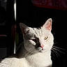 cat, white_cat, animal, pet, feline, fur, whiskers, face, ears, pink_nose, sunlight, shadow, indoor, portrait, close_up, cute, relaxed, domestic_cat, looking, expression