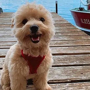 Mochi is registered to the contest to win money with this photo: boat, carnivore, collar, companion_dog, dog, dog_breed, dog_collar, flowerpot, labradoodle, poodle, shih_poo, small_terrier, snout, terrier, toy_dog, water, water_dog, watercraft, wood, working_animal