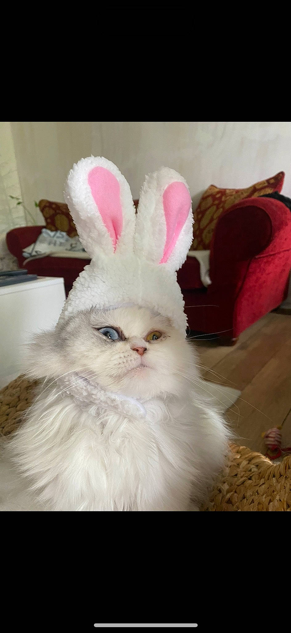 Sushi participe au concours pour gagner de l'argent avec cette photo : domestic_rabbit, ear, event, fawn, fur, happy, holiday, natural_material, rabbit, rabbits_and_hares, snout, terrestrial_animal, whiskers