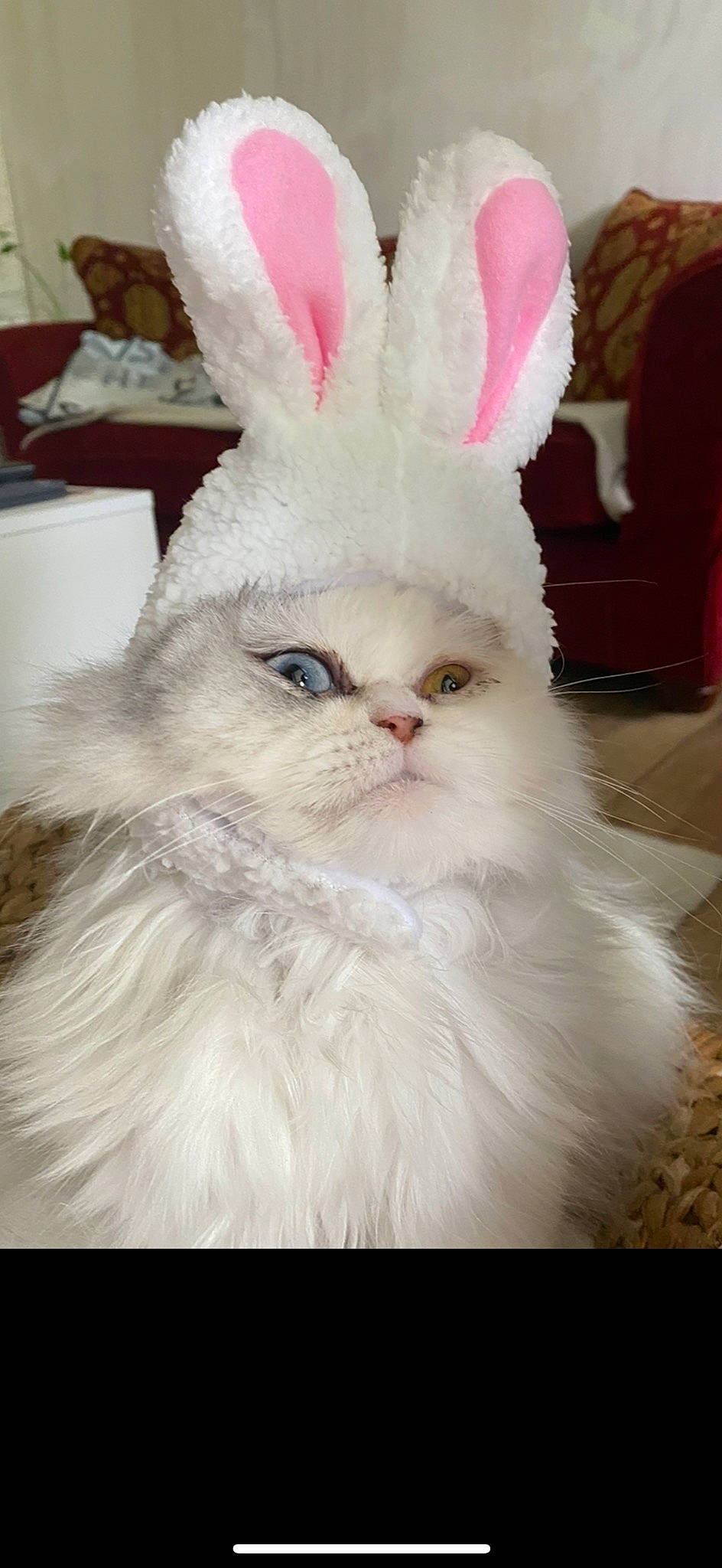 Sushi participe au concours pour gagner de l'argent avec cette photo : angora_rabbit, domestic_rabbit, ear, event, eye, felidae, fur, happy, hare, holiday, natural_material, rabbit, rabbits_and_hares, snout, terrestrial_animal, whiskers