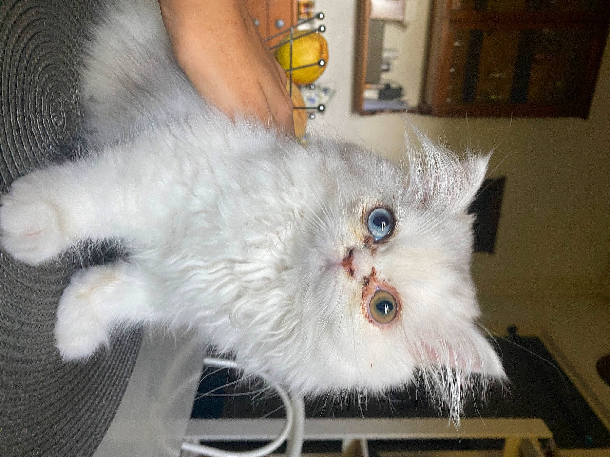 Sushi participe au concours pour gagner de l'argent avec cette photo : british_longhair, canidae, carnivore, cat, chair, claw, comfort, companion_dog, fawn, felidae, fur, paw, persian, plant, small_to_medium_sized_cats, snout, tail, whiskers