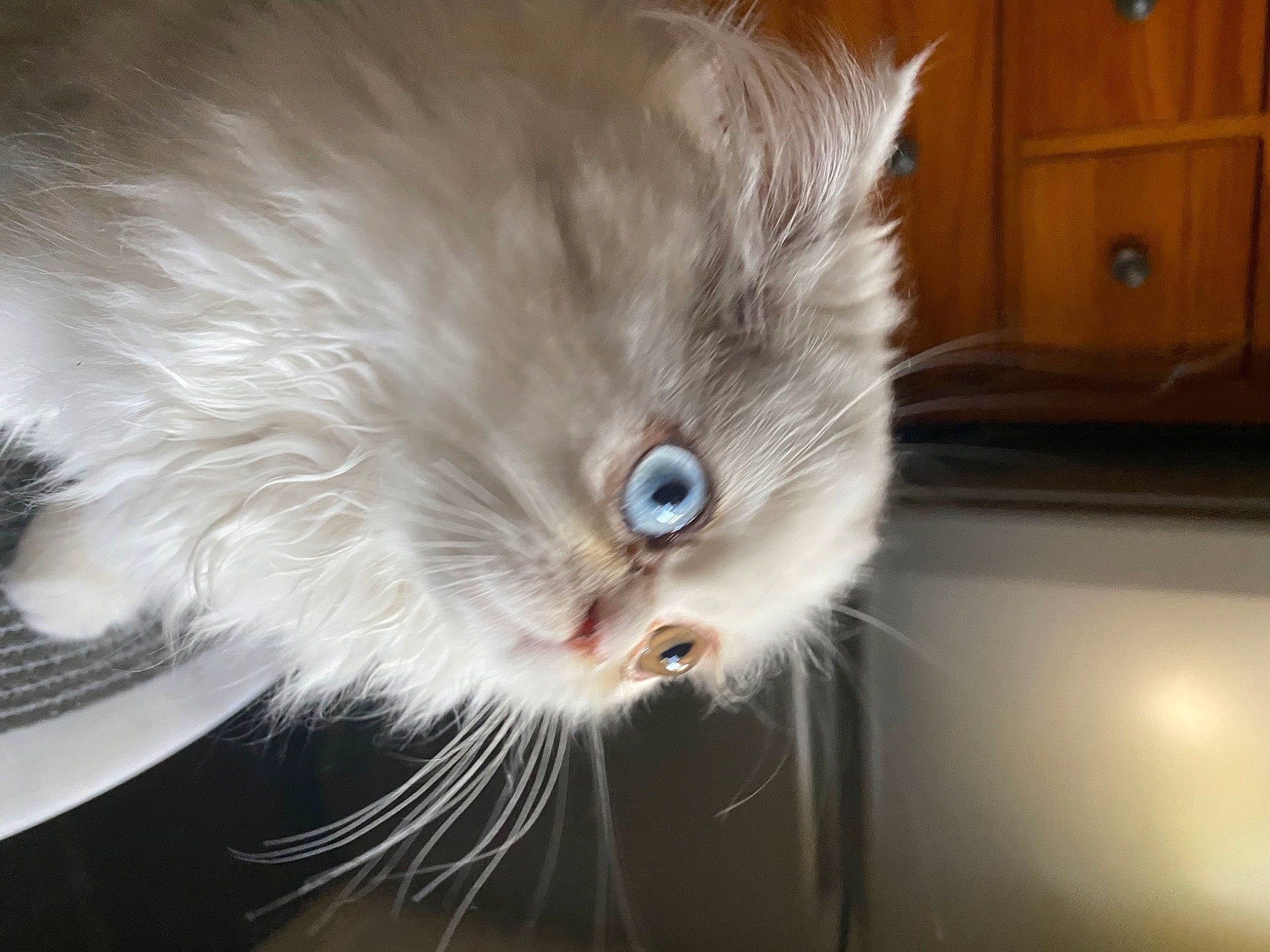 Sushi a rejoint le concours — aidez-le/la à gagner de superbes lots ! british_longhair, cabinetry, carnivore, cat, claw, domestic_short_haired_cat, ear, electric_blue, fashion_accessory, felidae, fur, grey, iris, norwegian_forest_cat, paw, russian_blue, small_to_medium_sized_cats, snout, tail, whiskers