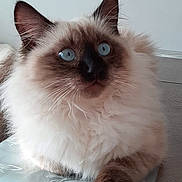 Miaouss participe au concours pour gagner de l'argent avec cette photo : angora, animal, cat, kitten, manx, pet, siamese