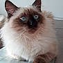angora, animal, cat, kitten, manx, pet, siamese