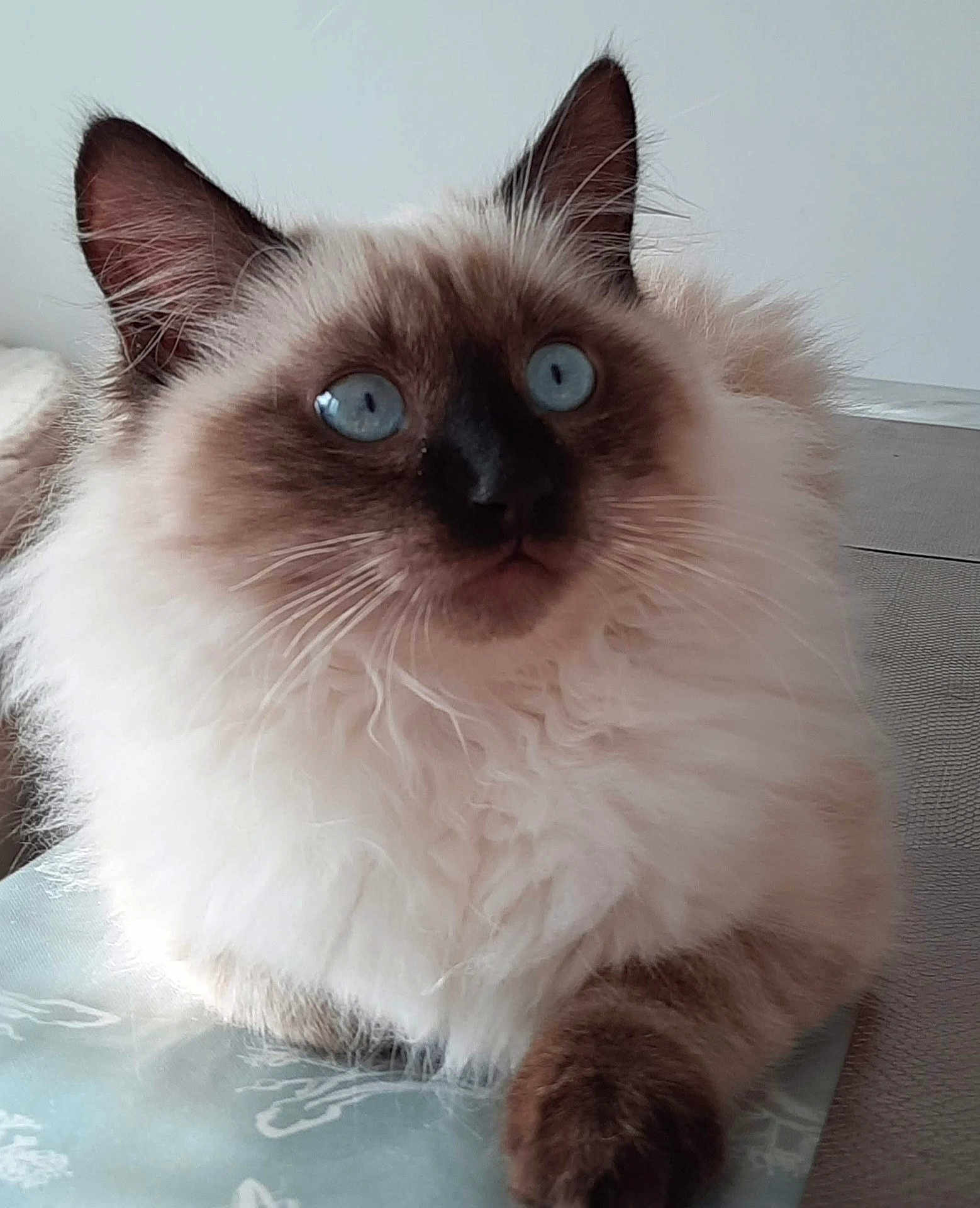 Miaouss