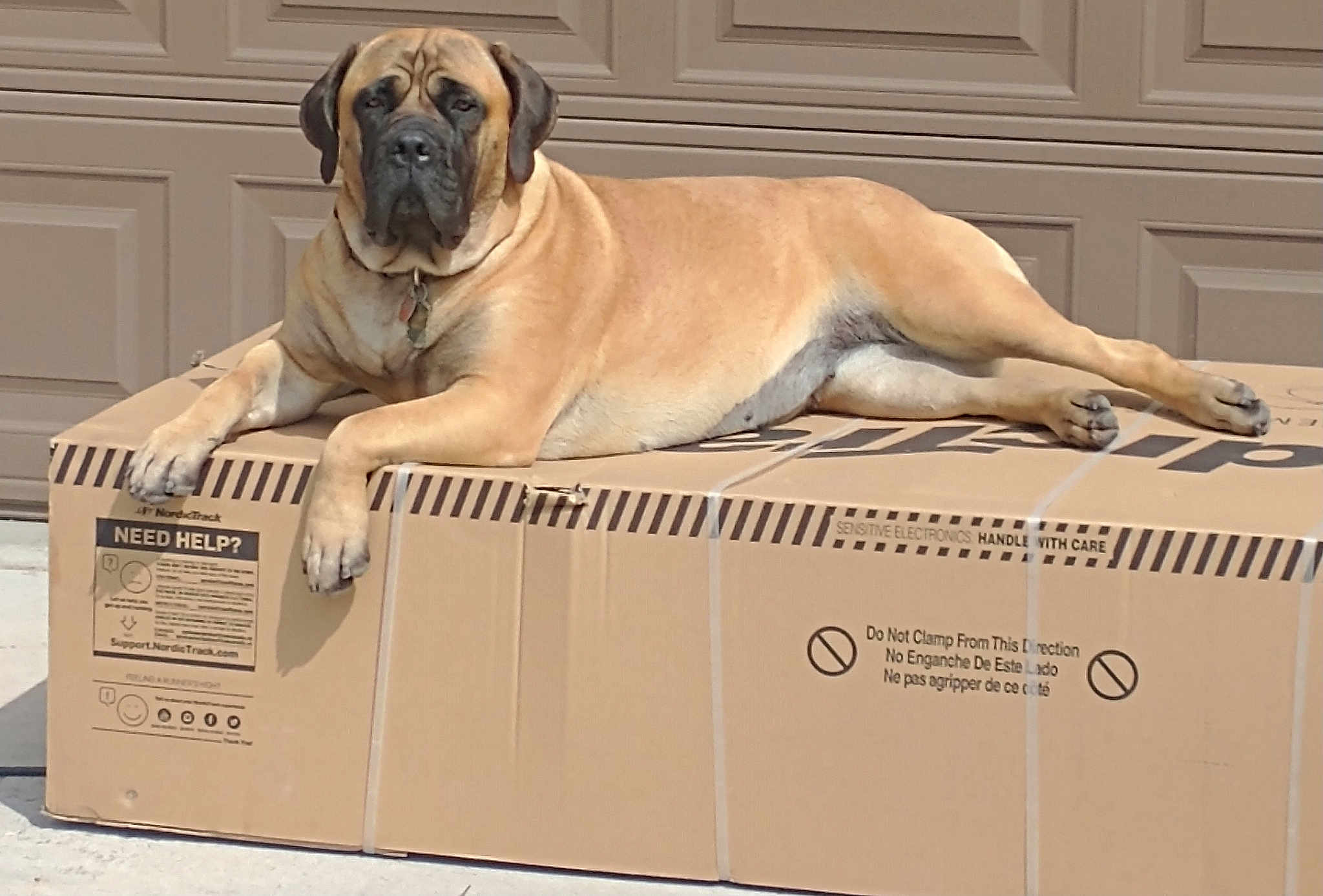 Ellie joined the competition — help win amazing prizes! box, canidae, carnivore, carton, companion_dog, dog, dog_breed, dog_supply, door, fawn, font, guard_dog, molosser, packaging_and_labeling, paw, pet_supply, snout, sporting_group, terrestrial_animal, working_dog