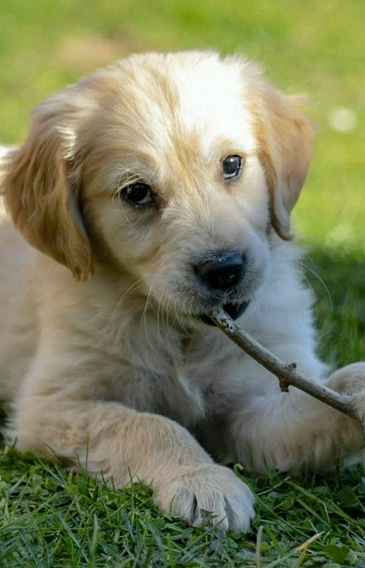 Osky a rejoint le concours — aidez-le/la à gagner de superbes lots ! ancient_dog_breeds, canidae, carnivore, companion_dog, dog, dog_breed, fawn, fur, grass, labrador_retriever, plant, puppy, retriever, snout, sporting_group, terrestrial_animal, tree, whiskers, wildlife