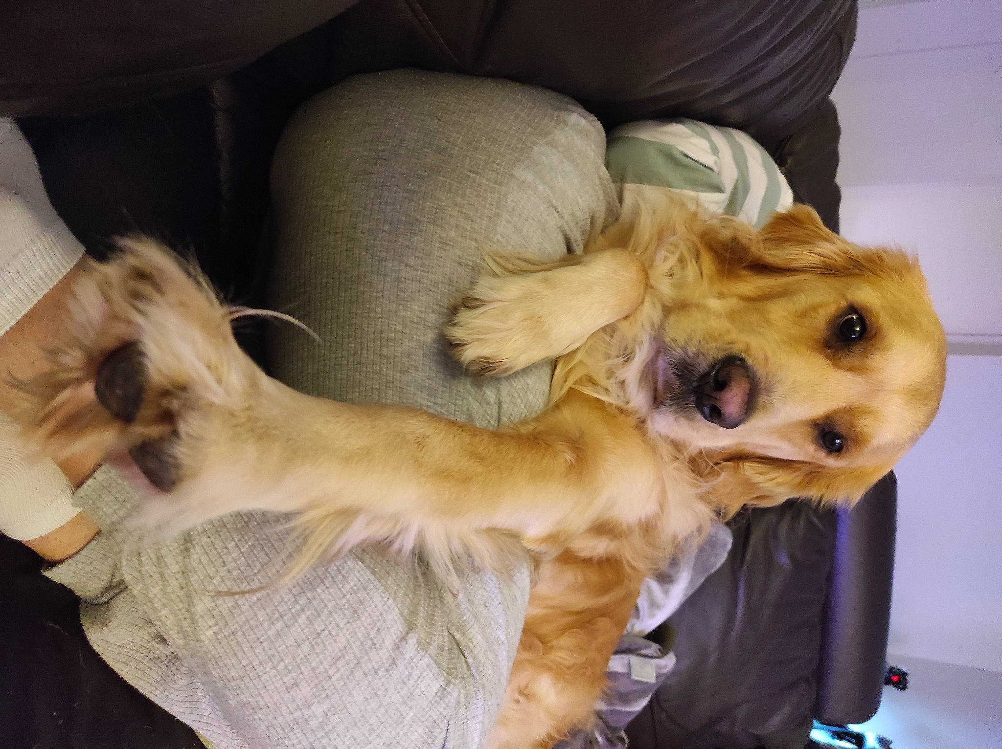 Osky participe au concours pour gagner de l'argent avec cette photo : canidae, carnivore, comfort, companion_dog, dog, dog_breed, dog_supply, ear, fawn, fur, golden_retriever, natural_material, paw, snout, sporting_group, whiskers, working_animal