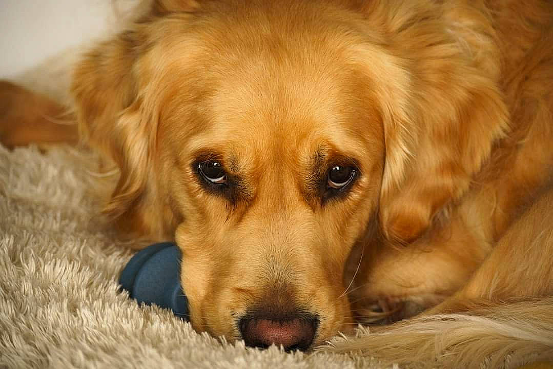 Osky a rejoint le concours — aidez-le/la à gagner de superbes lots ! bored, canidae, carnivore, companion_dog, dog, dog_breed, ear, eye, fawn, fur, gun_dog, liver, plant, retriever, small_greek_domestic_dog, snout, sporting_group, tree, whiskers, wood