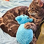 Taho participe au concours pour gagner de l'argent avec cette photo : animal, baby_foot, bed, blue_blanket, cat, claw, cozy, crocheted_toy, cute, fabric, fur, home, indoor, paw, pet, resting, sleepy, stuffed_animal, tabby, toy
