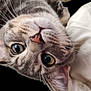 animal, bed, bedding, cat, close_up, cozy, curious, cute, ears, eyes, face, fur, indoor, pet, pink_nose, relaxed, soft, tabby_cat, upside_down, whiskers