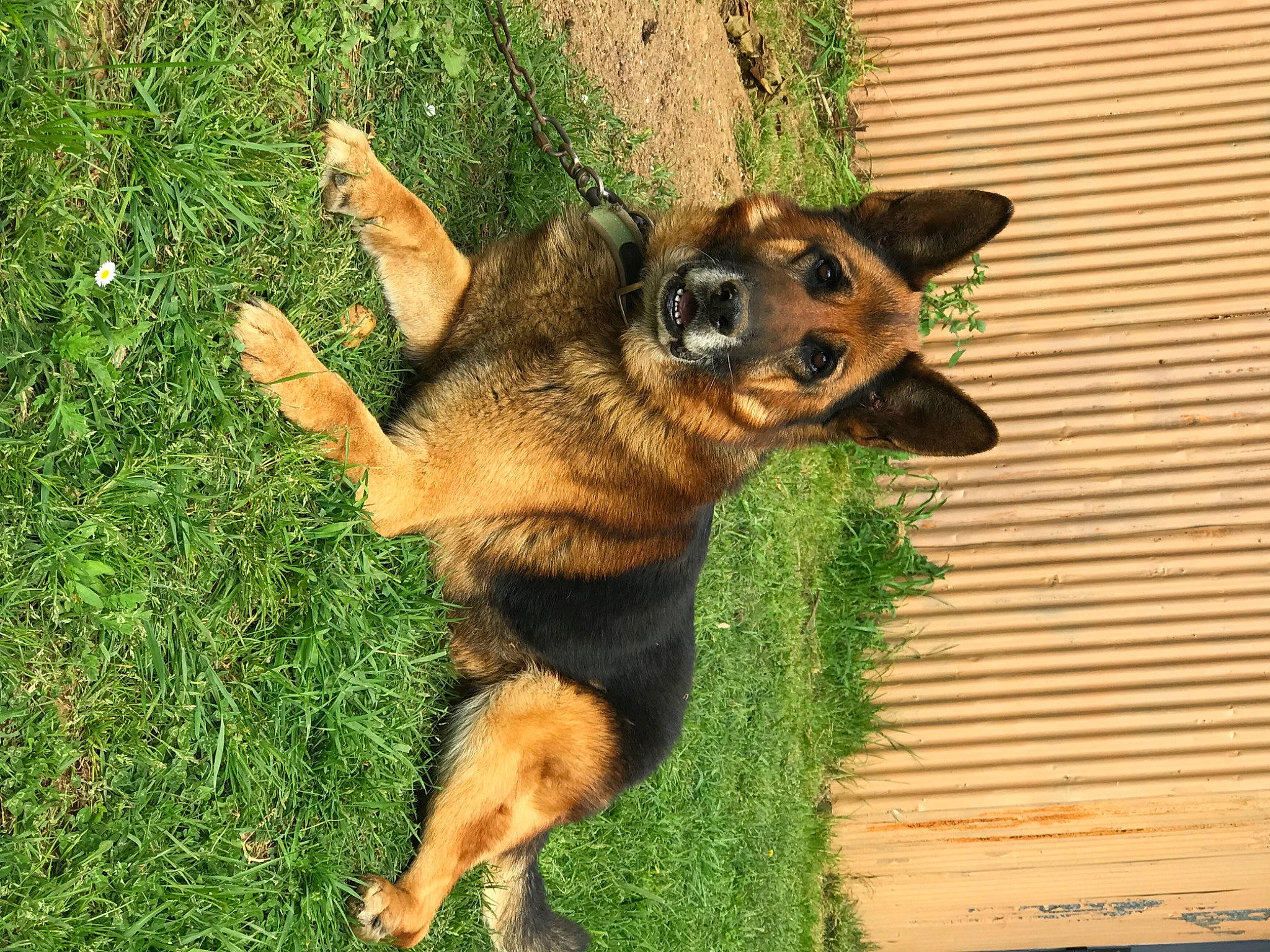 Heros a rejoint le concours — aidez-le/la à gagner de superbes lots ! bohemian_shepherd, canidae, carnivore, dog, dog_breed, fawn, german_shepherd_dog, grass, king_shepherd, kunming_wolfdog, mammal, old_german_shepherd_dog, police_dog, puppy, vertebrate, working_dog