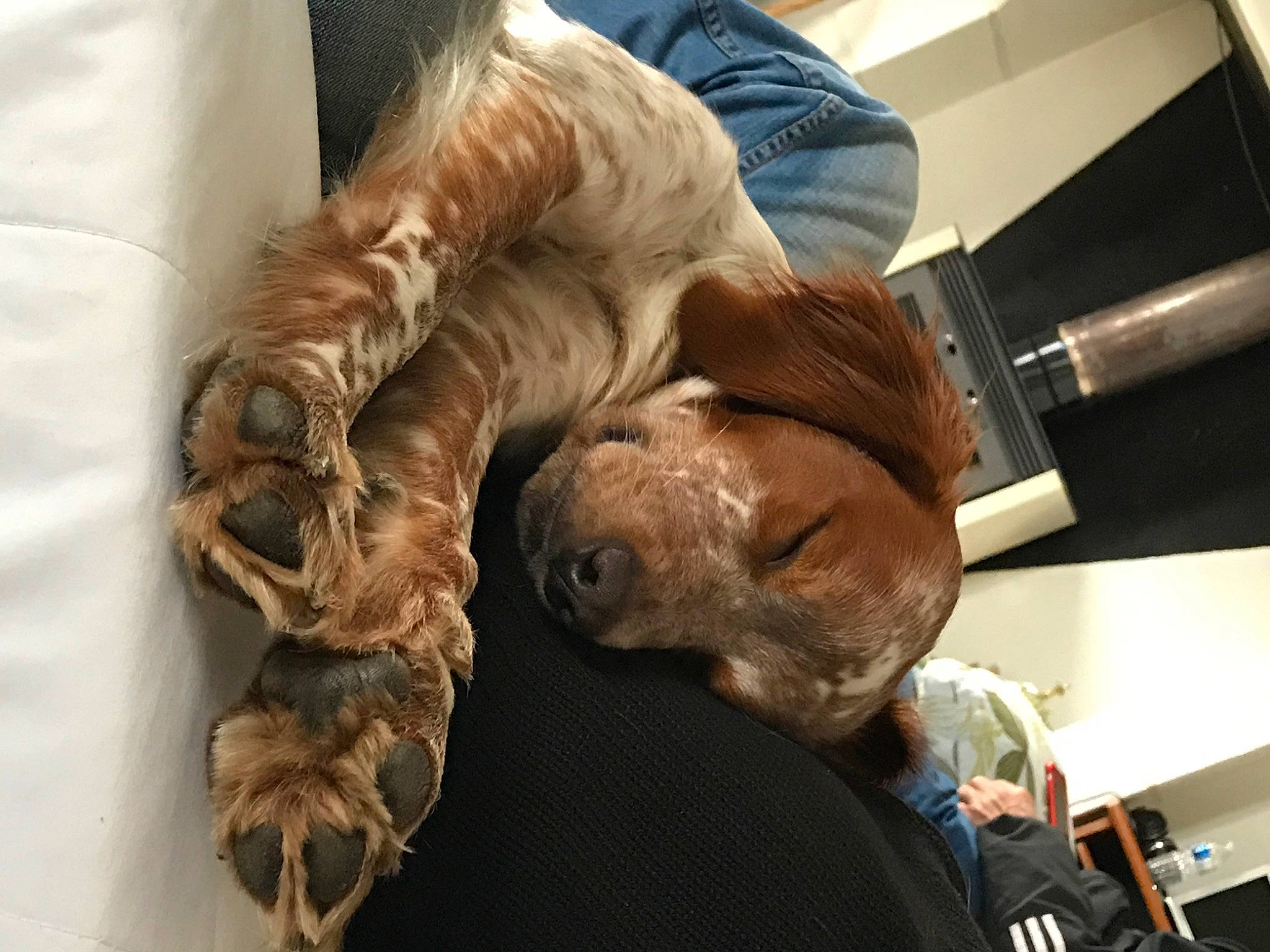 Calin participe au concours pour gagner de l'argent avec cette photo : canidae, companion_dog, setter, sporting_group