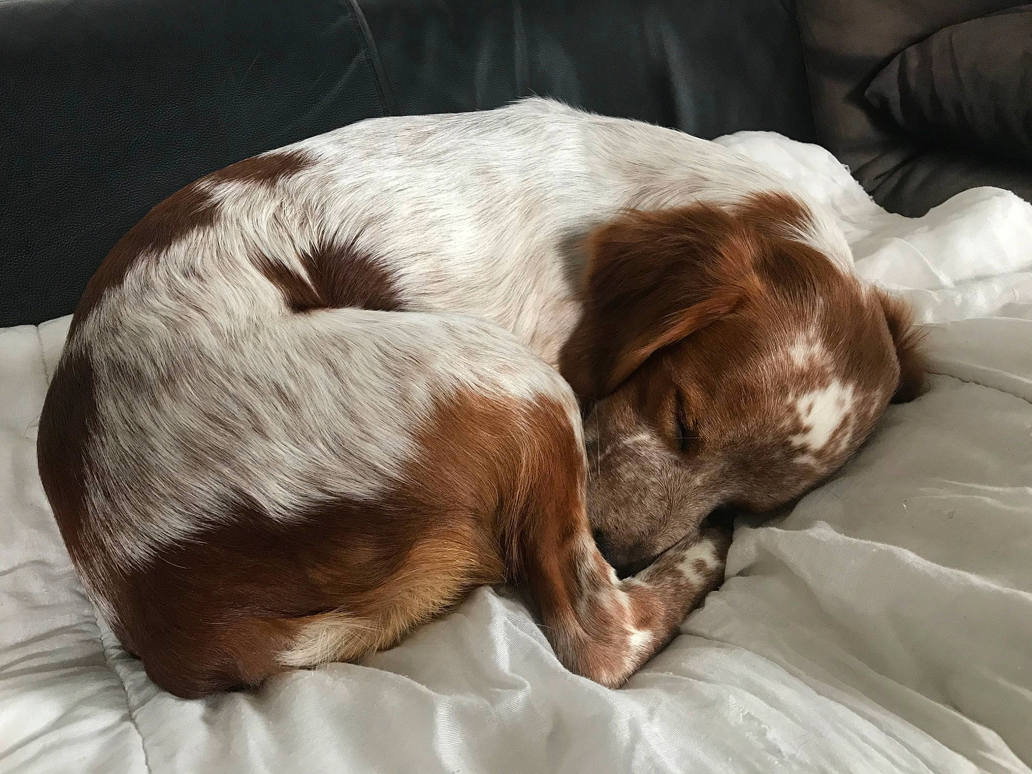 Calin participe au concours pour gagner de l'argent avec cette photo : bracco_italiano, canidae, carnivore, comfort, companion_dog, dog, dog_breed, ear, liver, nap, pointer, puppy, puppy_love, sleep, sporting_group