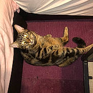 Simba a rejoint le concours — aidez-le/la à gagner de superbes lots ! abyssinian, animal, architecture, bed, bedroom, building, cat, chair, couch, cushion, furniture, homedecor, indoors, kitten, livingroom, manx, person, pet, room, sleeping