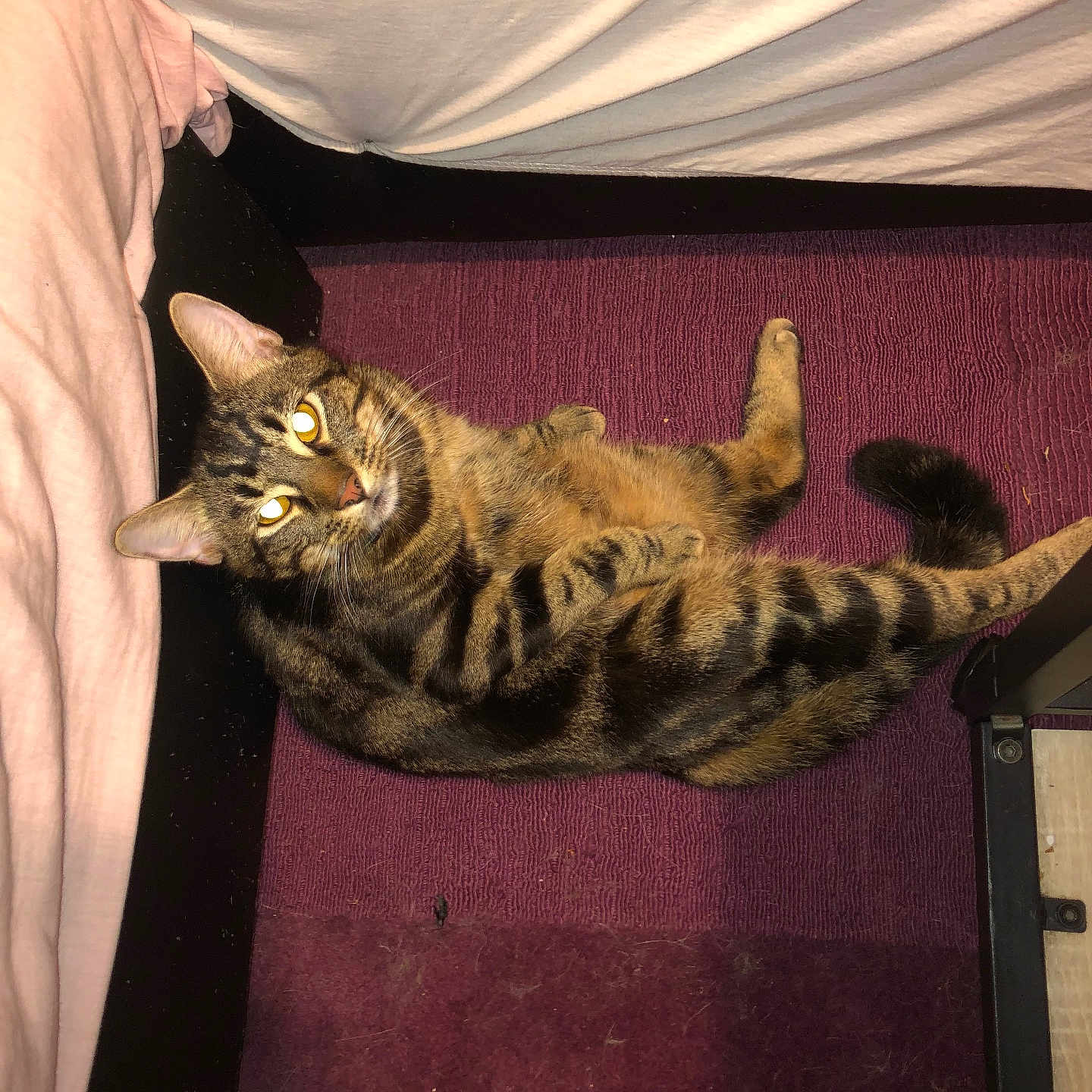 Simba a rejoint le concours — aidez-le/la à gagner de superbes lots ! abyssinian, animal, architecture, bed, bedroom, building, cat, chair, couch, cushion, furniture, homedecor, indoors, kitten, livingroom, manx, person, pet, room, sleeping