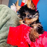 Milo joined the competition — help win amazing prizes! puppy, dog, small_dog, fluffy, ears, red_sleeve, blanket, indoor, cute, pet, animal, fur, cozy, holiday, stockings, blue_wall, closeup, young_dog, resting, soft_texture