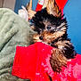 puppy, dog, small_dog, fluffy, ears, red_sleeve, blanket, indoor, cute, pet, animal, fur, cozy, holiday, stockings, blue_wall, closeup, young_dog, resting, soft_texture
