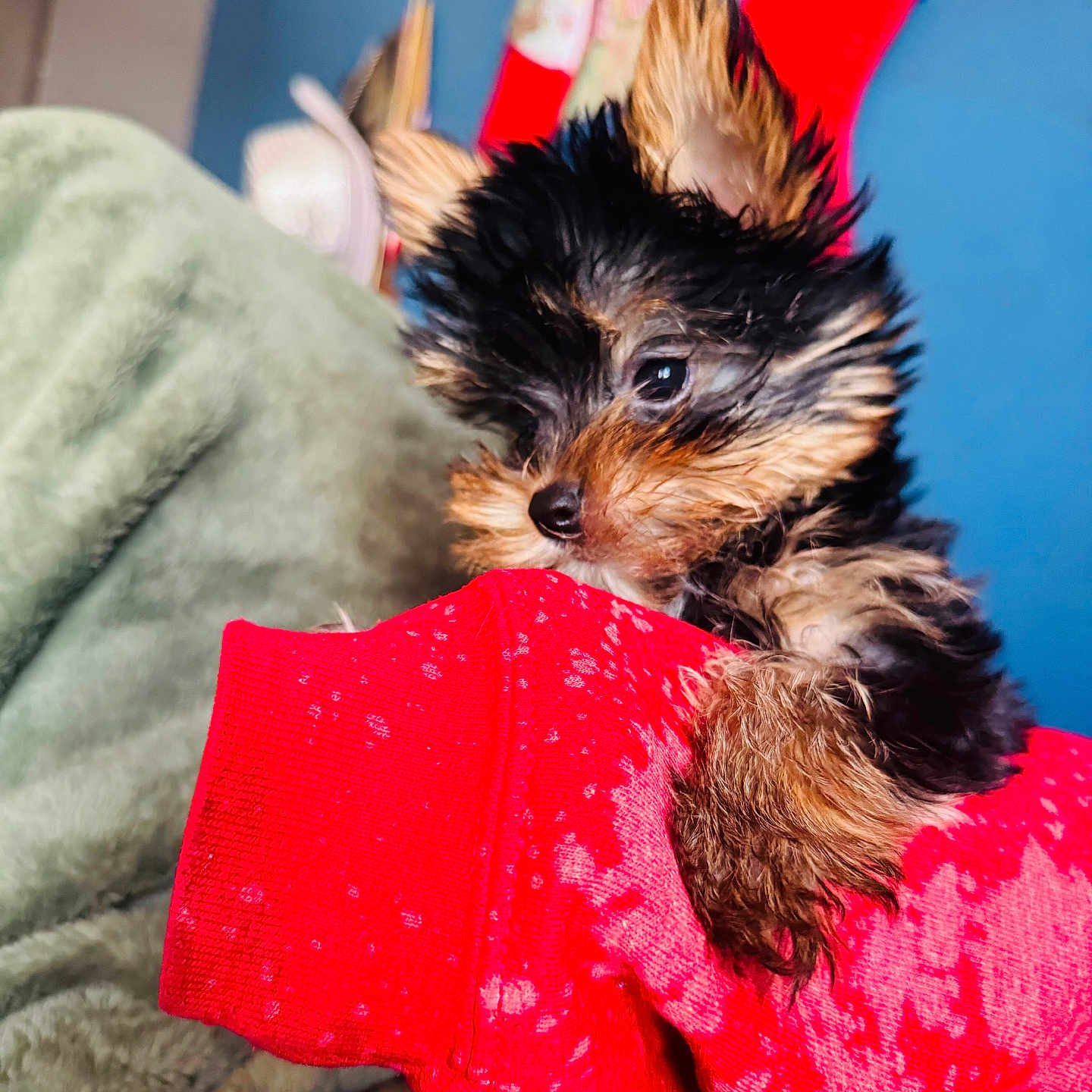 Milo joined the competition — help win amazing prizes! animal, blanket, blue_wall, closeup, cozy, cute, dog, ears, fluffy, fur, holiday, indoor, pet, puppy, red_sleeve, resting, small_dog, soft_texture, stockings, young_dog