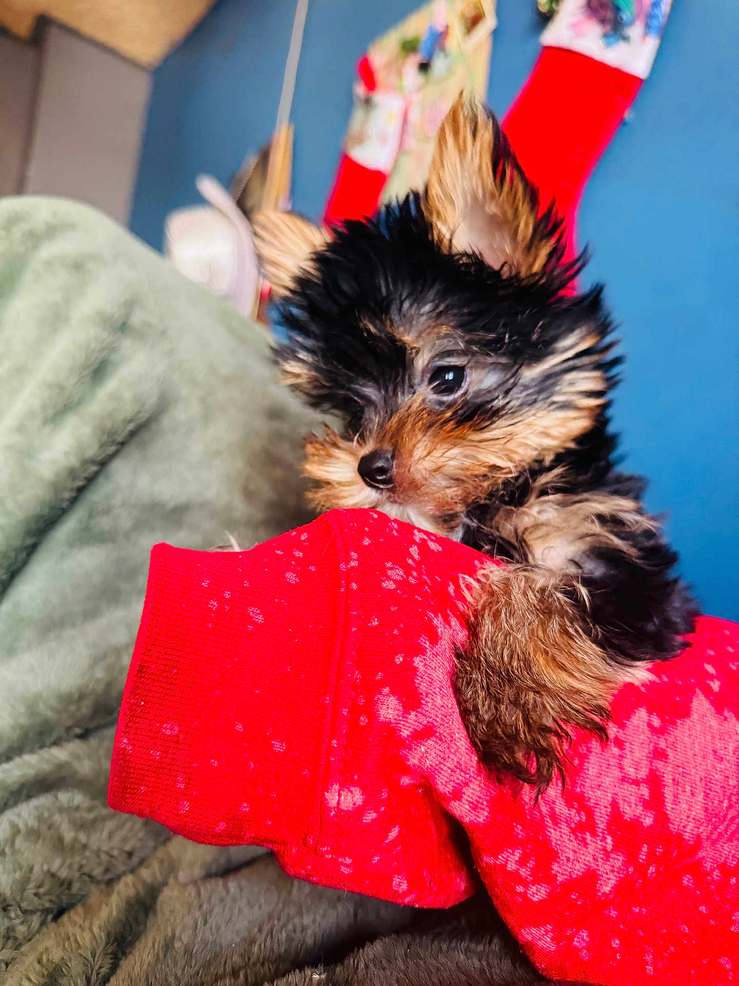Milo joined the competition — help win amazing prizes! puppy, dog, small_dog, fluffy, ears, red_sleeve, blanket, indoor, cute, pet, animal, fur, cozy, holiday, stockings, blue_wall, closeup, young_dog, resting, soft_texture