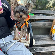 Milo joined the competition — help win amazing prizes! bench, camo, casual_clothing, close_up, curious, daylight, dog, hand, hoodie, jacket, leash, leaves, nature, orange_clothing, outdoor, pants, person, pet, small_dog, wooden_bench