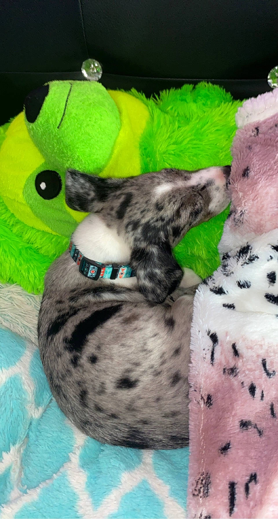 Haisley is registered to the contest to win money with this photo: carnivore, cat, comfort, fashion_accessory, fawn, felidae, fur, grass, mammal, natural_material, pattern, plush, small_to_medium_sized_cats, snout, stuffed_toy, tail, terrestrial_animal, textile, toy, whiskers