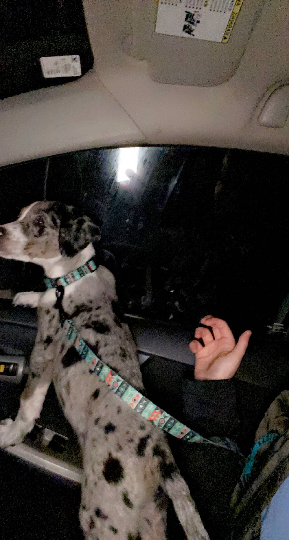 Haisley joined the competition — help win amazing prizes! auto_part, automotive_exterior, canidae, car_seat, car_seat_cover, carnivore, collar, companion_dog, dalmatian, dog, dog_breed, dog_collar, fawn, snout, sporting_group, vehicle, vehicle_door, white, windshield, working_animal