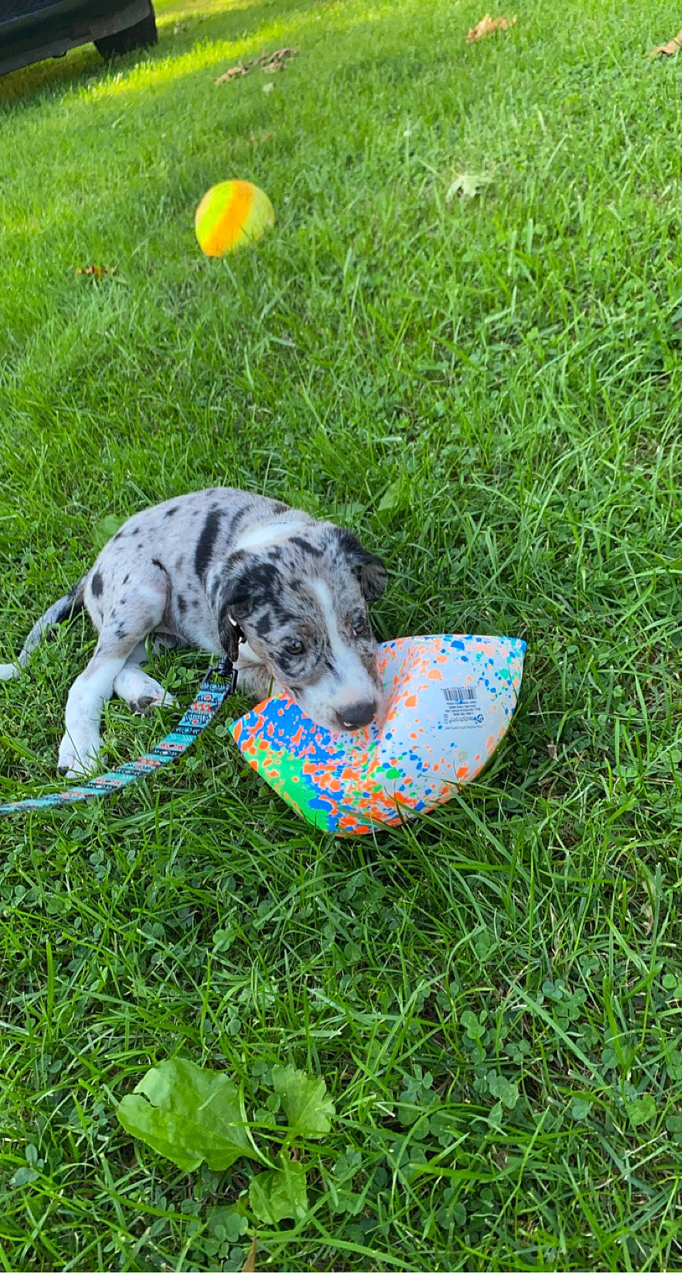 Haisley joined the competition — help win amazing prizes! art, canidae, carnivore, companion_dog, dog, dog_breed, dog_supply, fawn, grass, grass_family, grassland, groundcover, lawn, plant, puppy, recreation, snout, sporting_group, tail, working_animal