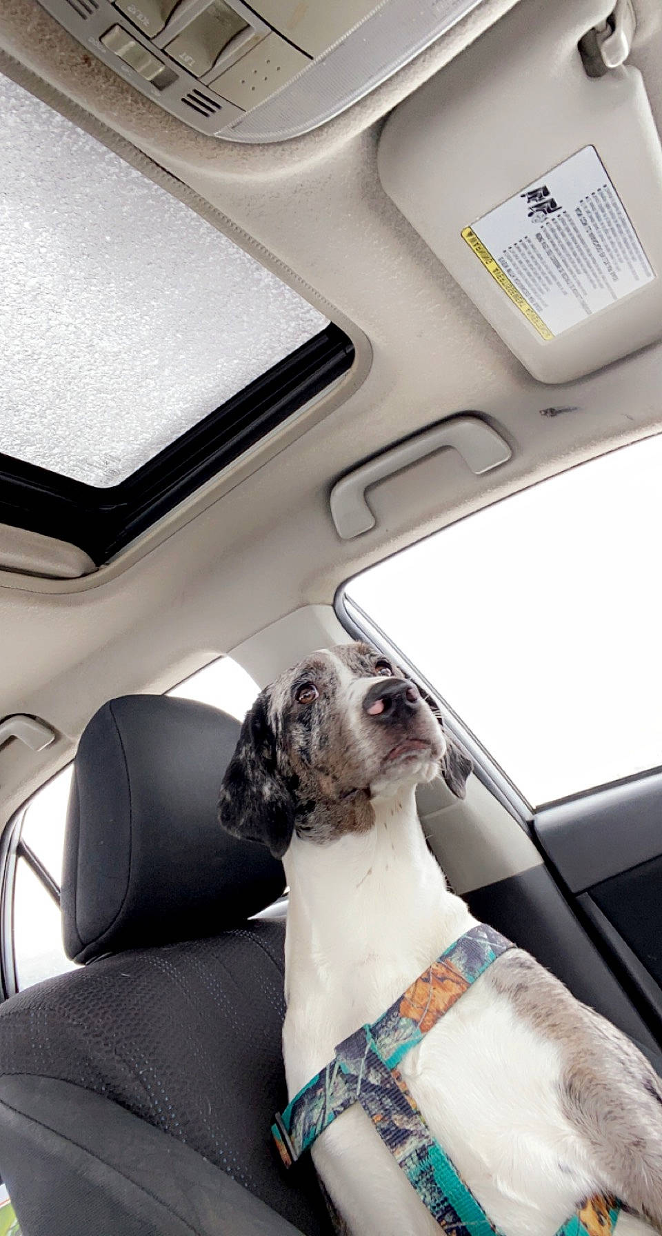 Haisley joined the competition — help win amazing prizes! auto_part, automotive_design, automotive_exterior, car, car_seat, car_seat_cover, carnivore, collar, comfort, companion_dog, dog, dog_breed, dog_collar, fawn, head_restraint, snout, vehicle, vehicle_door, white, working_animal