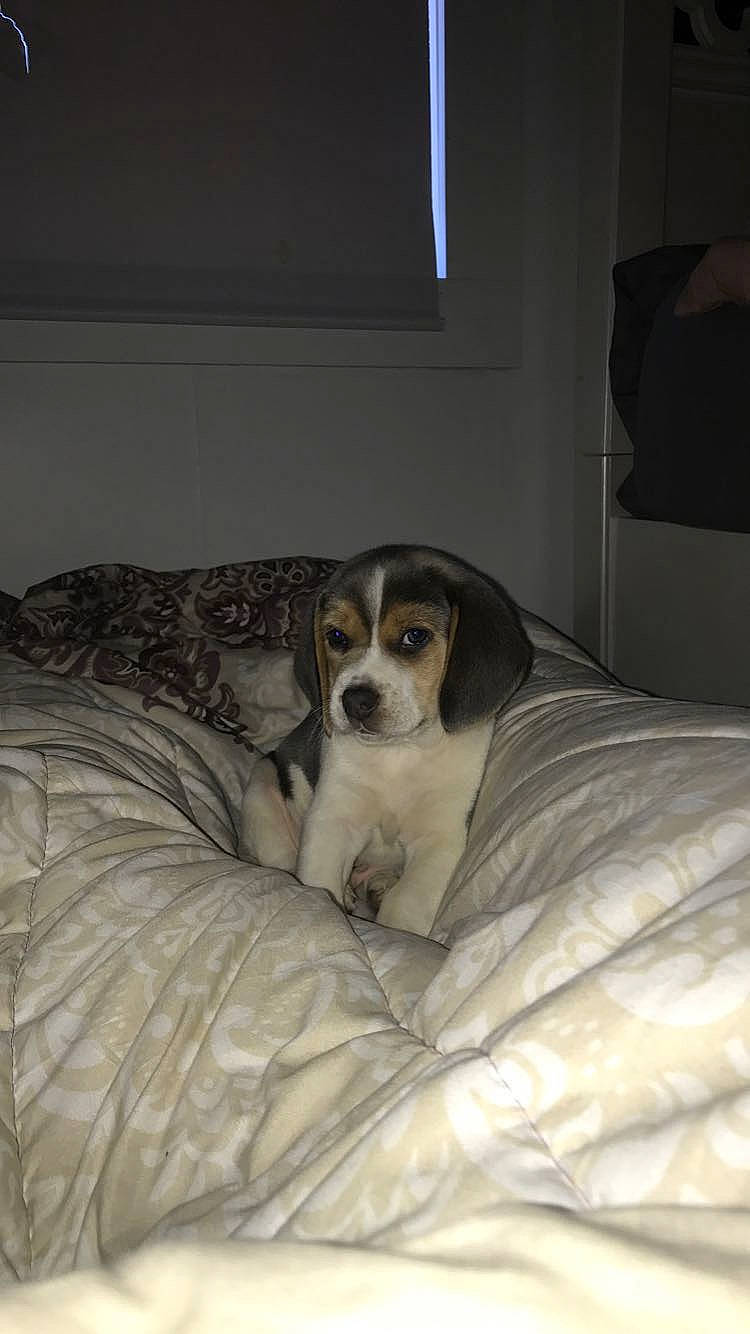 Baxter joined the competition — help win amazing prizes! bedding, bored, canidae, carnivore, comfort, companion_dog, couch, dog, dog_breed, duvet, fur, linens, nap, paw, room, sleep, snout, sporting_group, terrestrial_animal, working_animal