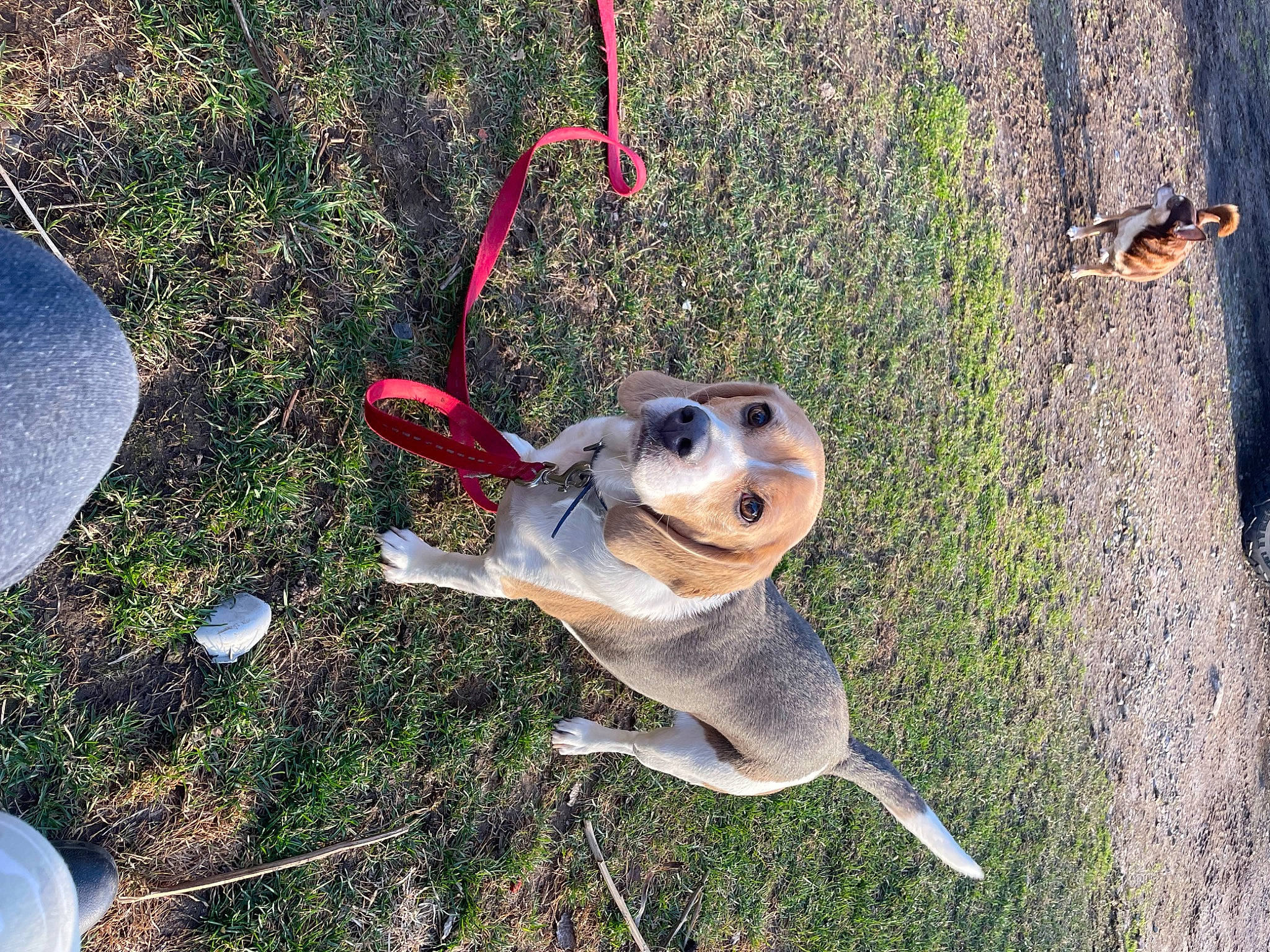 Baxter is registered to the contest to win money with this photo: adventure, canidae, carnivore, collar, companion_dog, disc_dog, dog, dog_breed, dog_supply, fawn, grass, leash, paw, pet_supply, plant, recreation, snout, soil, sporting_group, tail