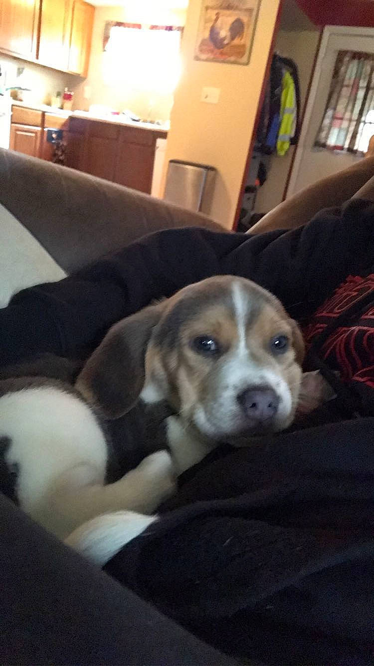 Baxter joined the competition — help win amazing prizes! beagle, cabinetry, canidae, carnivore, comfort, companion_dog, couch, dog, dog_breed, hardwood, home_appliance, hound, lamp, living_room, picture_frame, room, scent_hound, sporting_group, television, working_animal