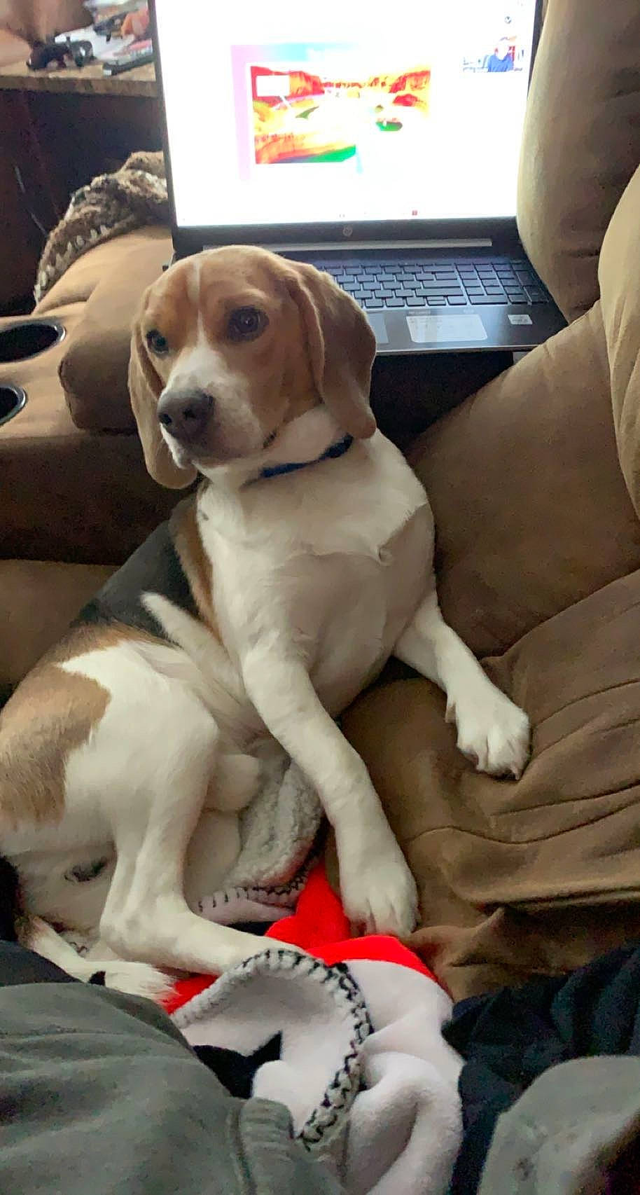 Baxter joined the competition — help win amazing prizes! carnivore, collar, comfort, companion_dog, corgi_chihuahua, couch, dog, dog_breed, fawn, fur, gun_dog, hound, hunting_dog, laptop, liver, scent_hound, sporting_group, working_animal
