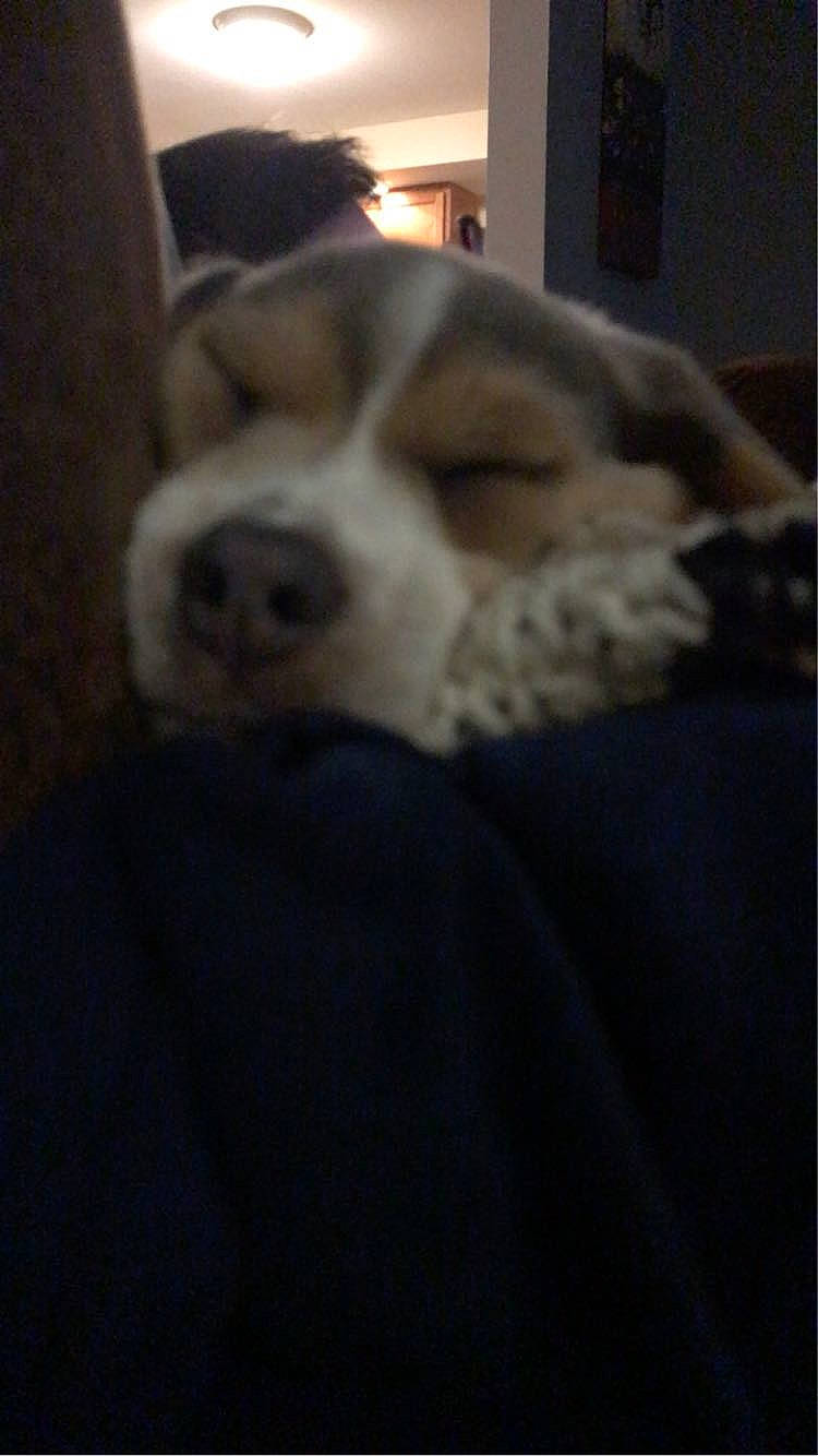 Baxter joined the competition — help win amazing prizes! bored, building, carnivore, cloud, comfort, companion_dog, dog, dog_breed, fur, linens, paw, terrestrial_animal, whiskers, working_animal