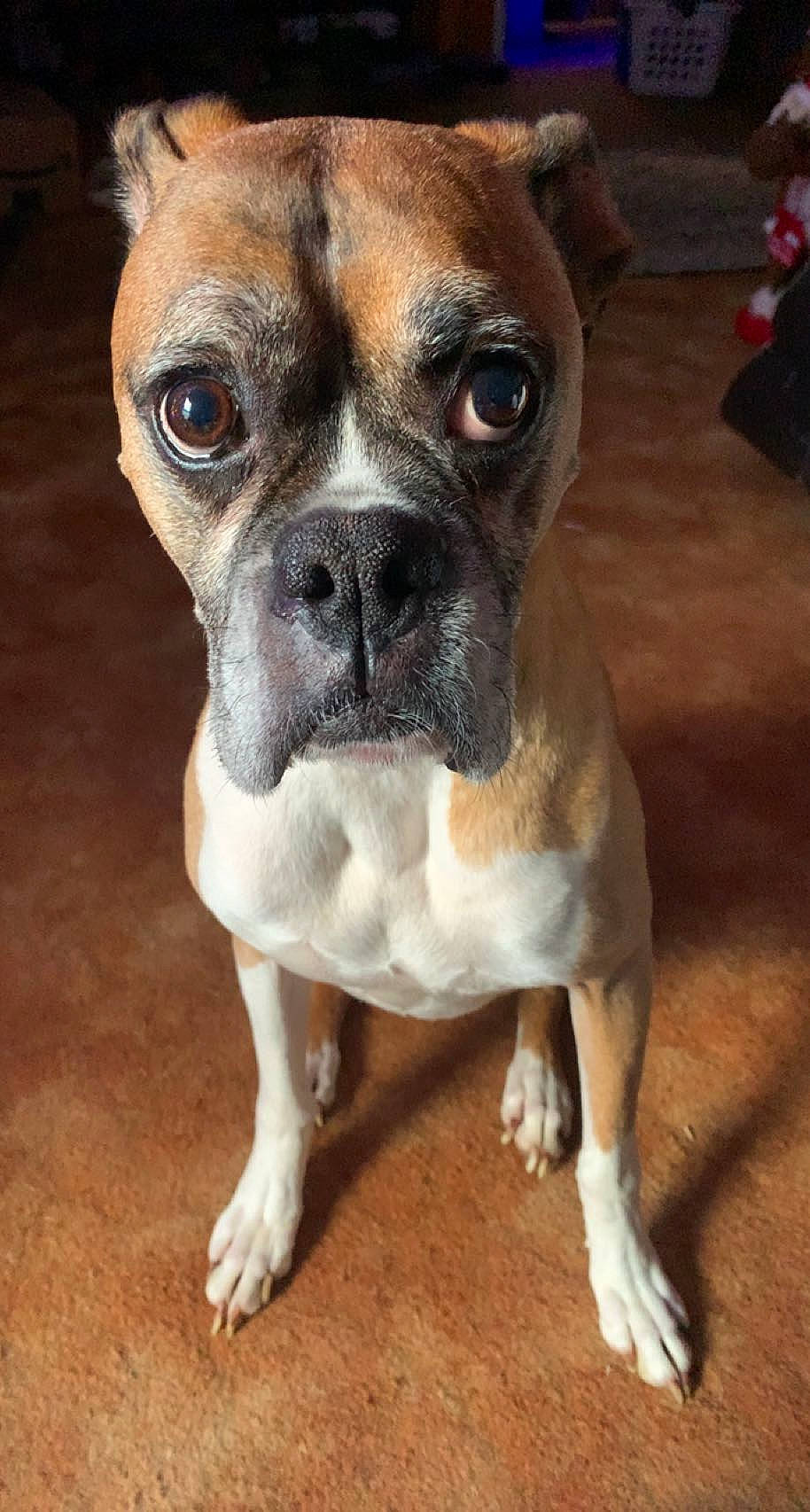 Tyson is registered to the contest to win money with this photo: boxer, canidae, carnivore, companion_dog, dog, dog_breed, dog_collar, fawn, fur, molosser, non_sporting_group, plant, snout, sporting_group, terrestrial_animal, toy_dog, whiskers, working_animal, working_dog, wrinkle