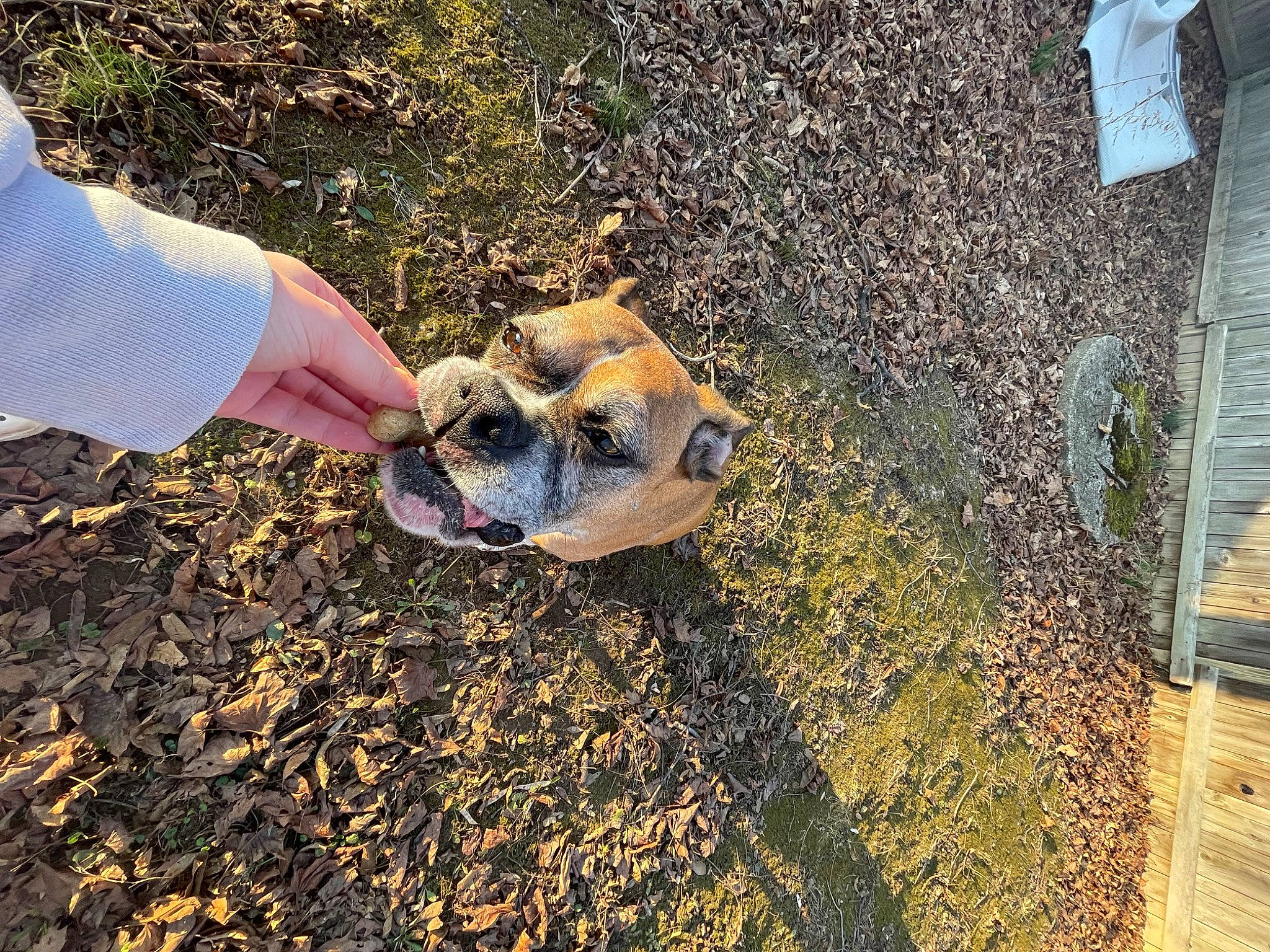 Tyson is registered to the contest to win money with this photo: fawn, grass, landscape, people_in_nature, plant, road_surface, rock, shadow, soil, sporting_group, wildlife, wood, working_animal, wrist