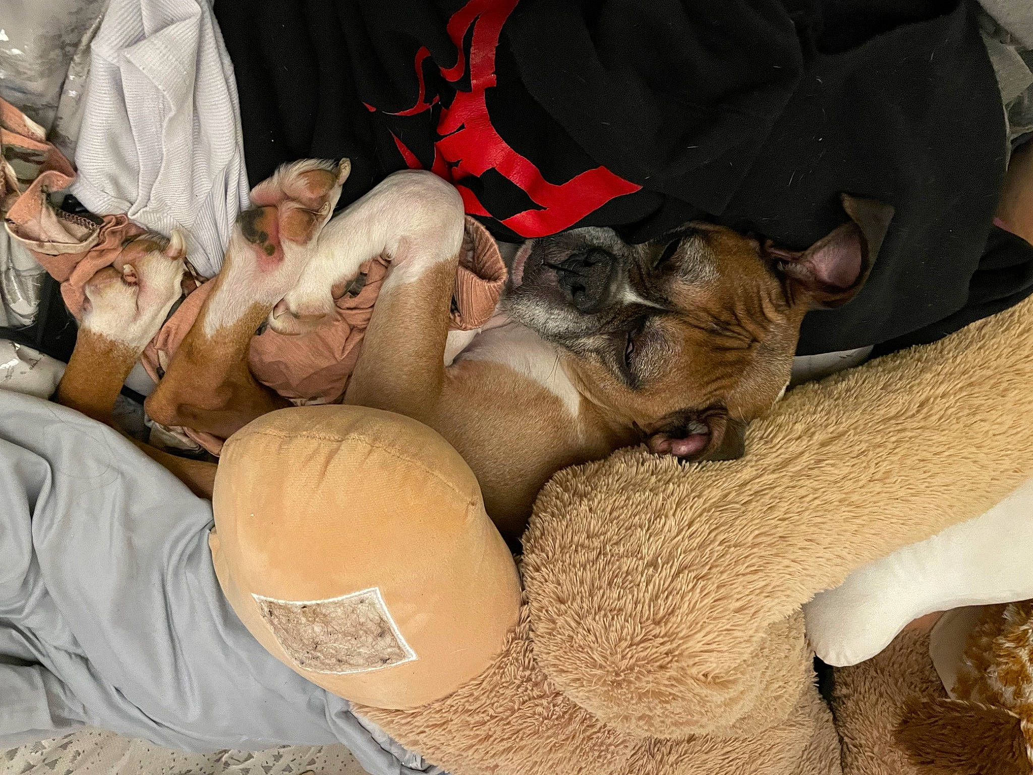 Tyson is registered to the contest to win money with this photo: barechested, comfort, dog, dog_breed, foot, fur, gunny_sack, human_leg, landscape, nap, paw, soil, wood, working_animal