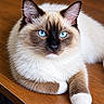 cat, siamese_cat, blue_eyes, fluffy, fur, cream_coat, dark_mask, white_paws, whiskers, ears, animal, pet, portrait, close_up, indoor, wooden_table, lounging, staring, symmetrical, cute