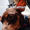 dog, brown_dog, pet, puppy, animal, close_up, portrait, brown_fur, pointed_ears, large_eyes, dog_collar, harness, indoors, home, furniture, couch, curious, camera, text_overlay, french_text