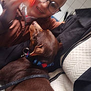 Djune participe au concours pour gagner de l'argent avec cette photo : child, dog, brown_dog, glasses, smiling, cuddling, pet, indoors, kitchen, bed, blanket, collar, leash, motion_blur, portrait, family, companion, affection, short_hair, cozy