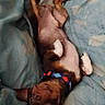 Djune a rejoint le concours — aidez-le/la à gagner de superbes lots ! dog, puppy, pet, brown_dog, upside_down, lying_down, belly_up, sleeping, playful, funny, collar, blue_collar, bed, blanket, couch, indoor, portrait, second_pet, french_text, text_overlay