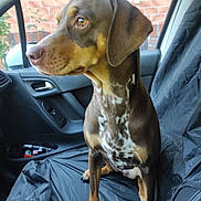 Tahiti participe au concours pour gagner de l'argent avec cette photo : dog, car_interior, seat_cover, brown_coat, white_spots, sitting, looking_out_window, side_view, dog_paws, car_door, window, brick_wall, house_number, reflective_eye, pet, animal, leisure, indoors, companion, curious