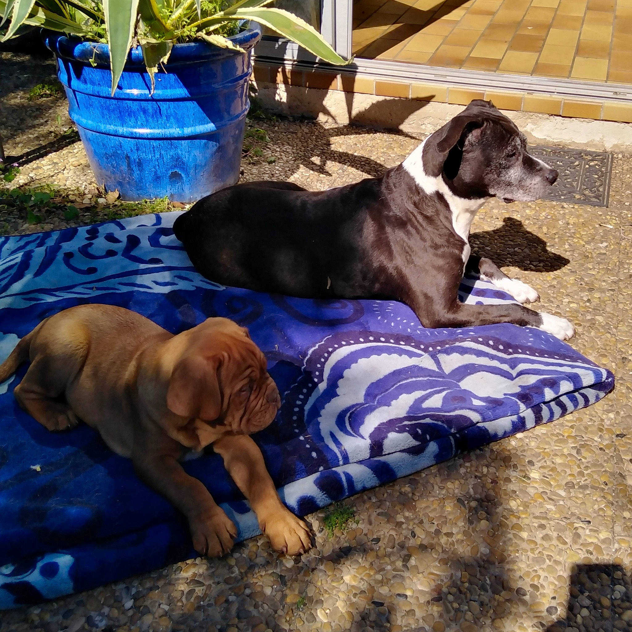 Tango a rejoint le concours — aidez-le/la à gagner de superbes lots ! art, blue, canidae, carnivore, comfort, companion_dog, dog, dog_breed, dog_supply, electric_blue, flowerpot, grass, guard_dog, gun_dog, houseplant, linens, liver, plant, sporting_group, working_animal